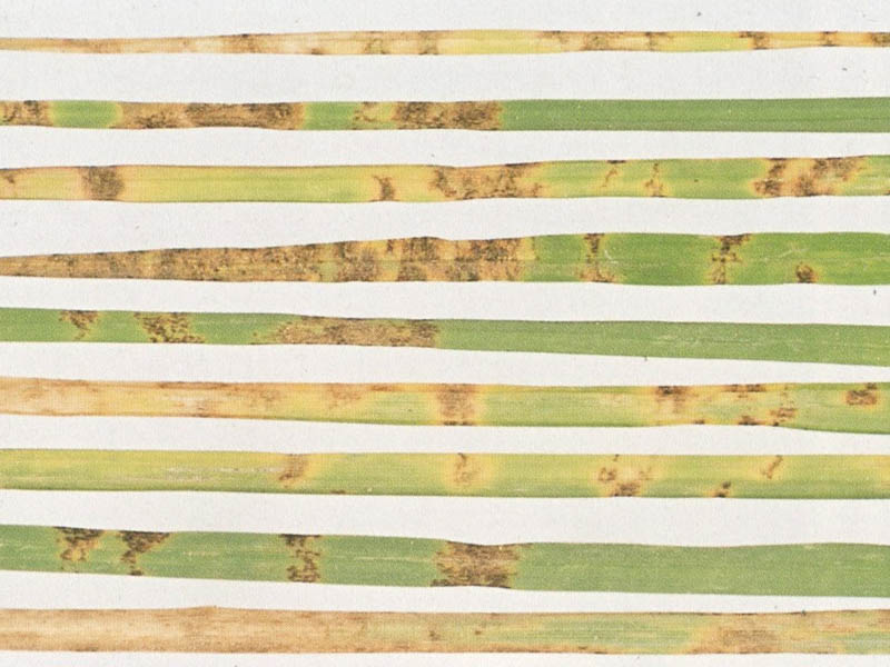 Bladvlekkenziekte Bladvlekkenziekte