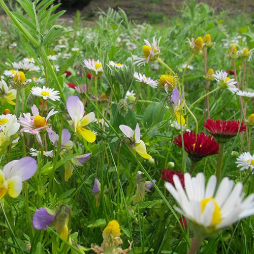 Bloemmat Pollinator Verge 1