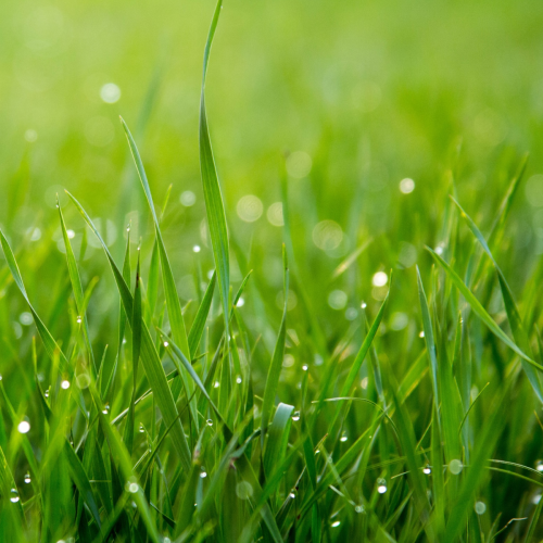 Hendriks Sport- en Speelgras 0