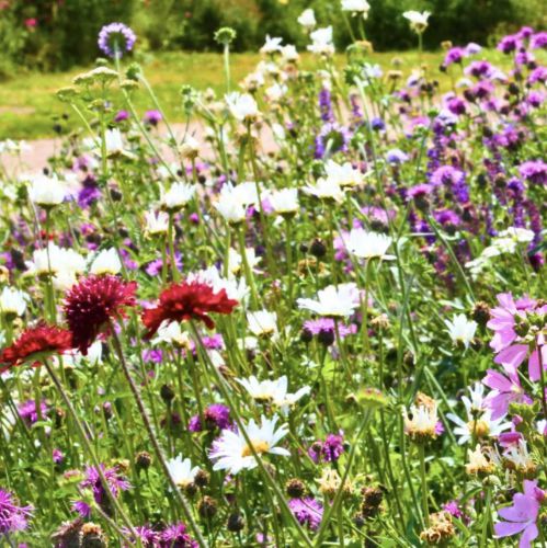 Bloemmat Treasure Chest 1