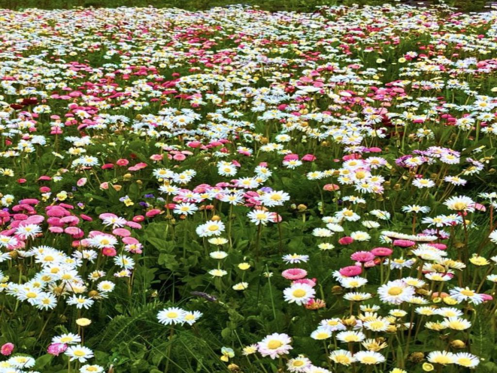 Bloemmat Pollinator Verge