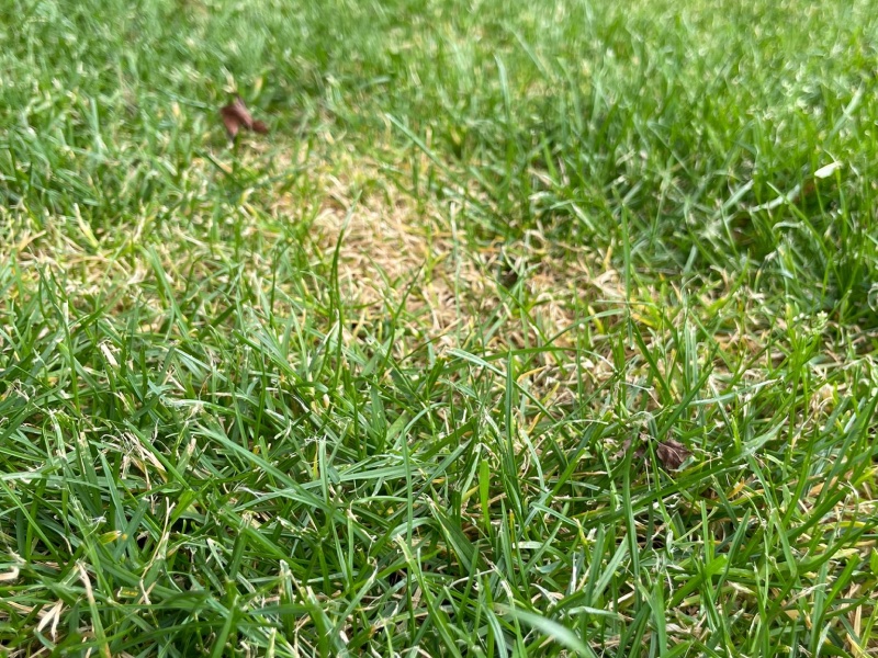 Gele plekken in uw gazon Gele plekken in uw gazon