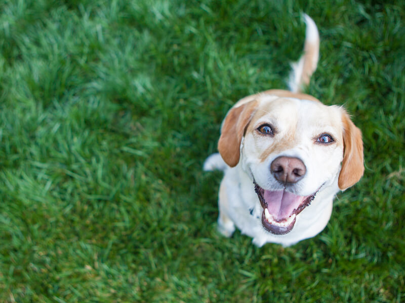 Wat voor grasmat is het beste voor honden? | Gazon-online.be Wat voor grasmat is het beste voor honden? | Gazon-online.be