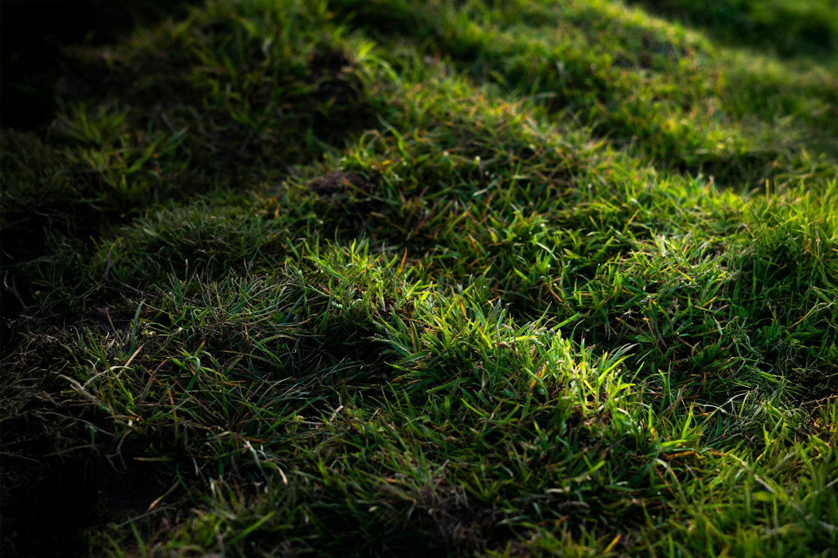 Gras in de winter bij weinig zonlicht en schaduw Gazon met schaduw en weinig zonlicht in de winter