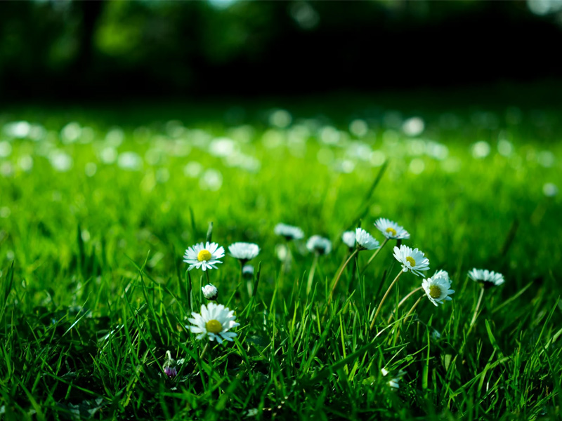 Maai Mei Niet: Is het een goed idee om uw gazon een pauze te geven? | Gazon-online.be Maai Mei Niet: Is het een goed idee om uw gazon een pauze te geven? | Gazon-online.be