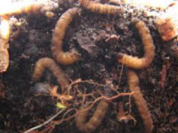 Rouwvlieglarven Rouwvlieglarven