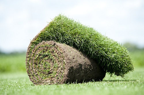 Rollrasen aus eigener Zucht Rollrasen aus eigener Zucht