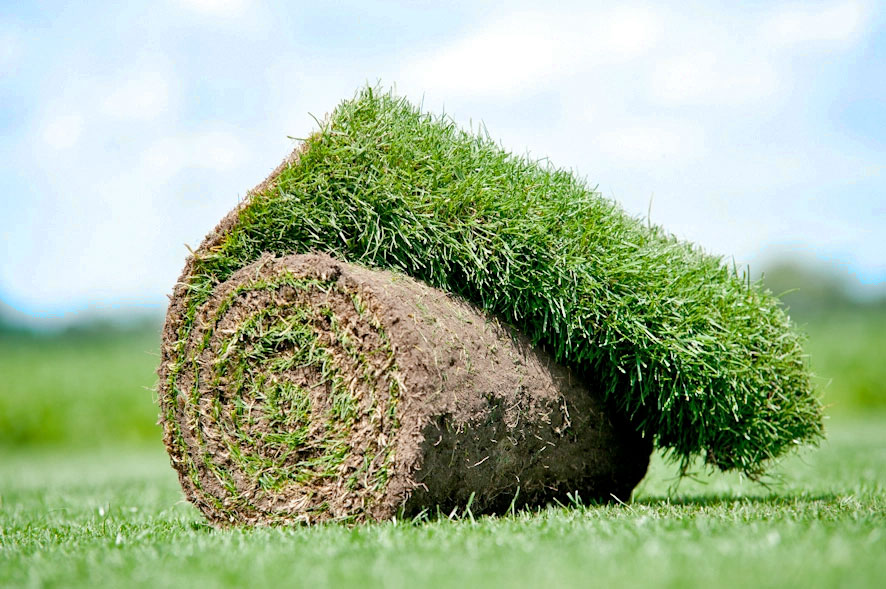 Grasmatten te koop op Champions League niveau Grasmatten te koop op Champions League niveau