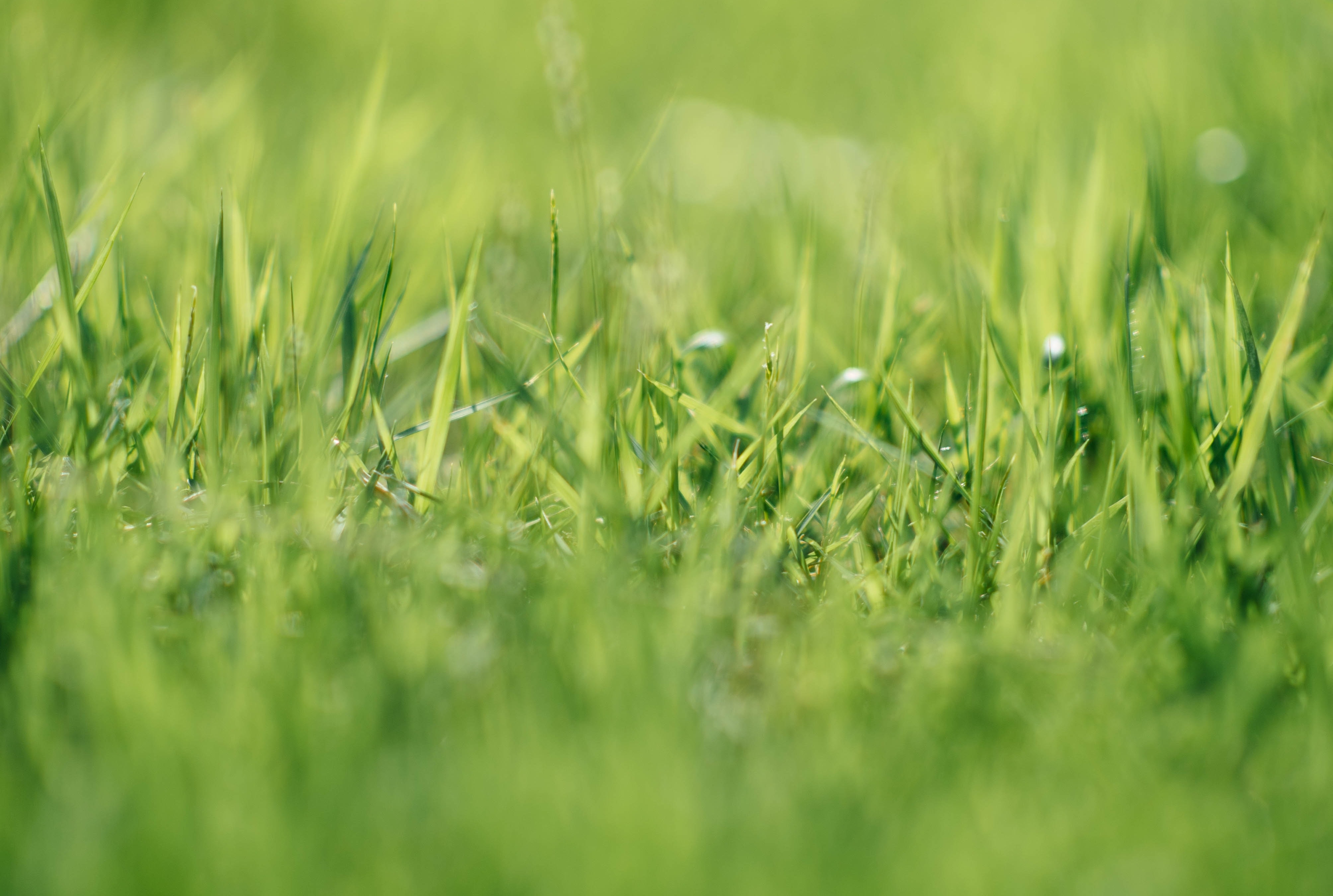 Grassoorten Grassoorten