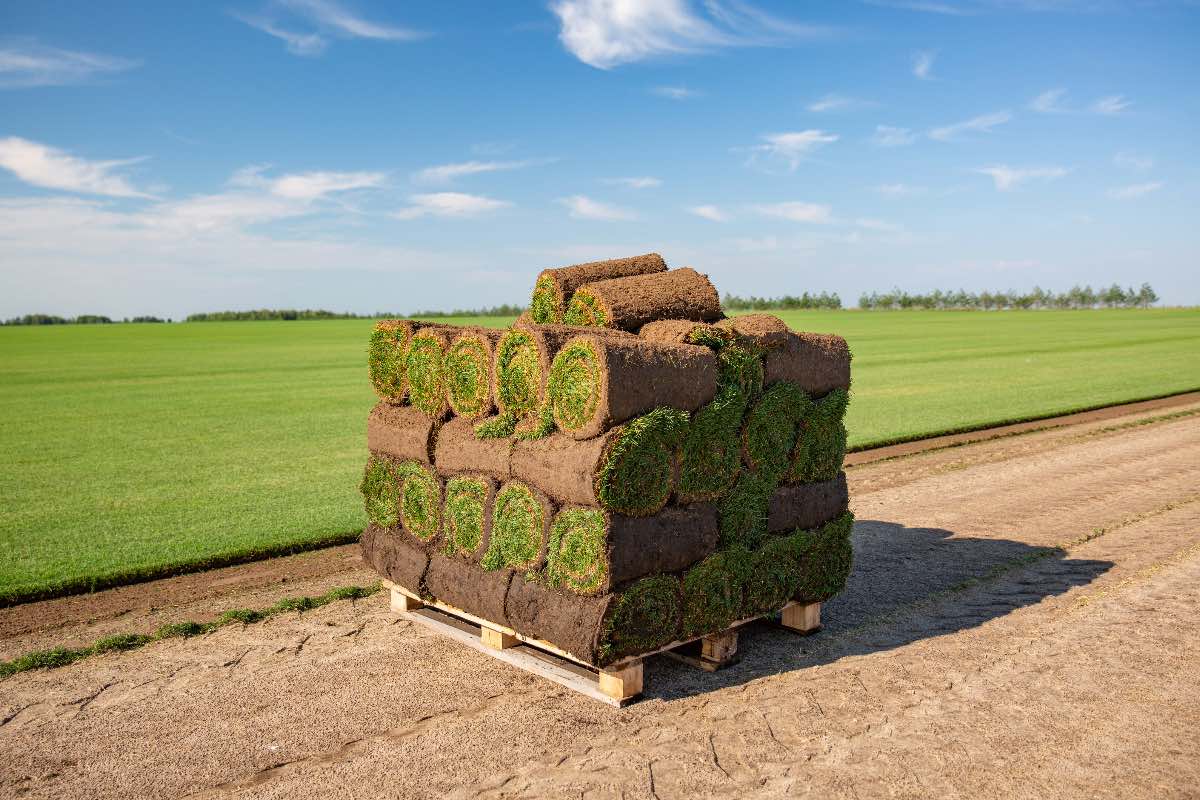 Graszoden kopen Lede Graszoden kopen Lede