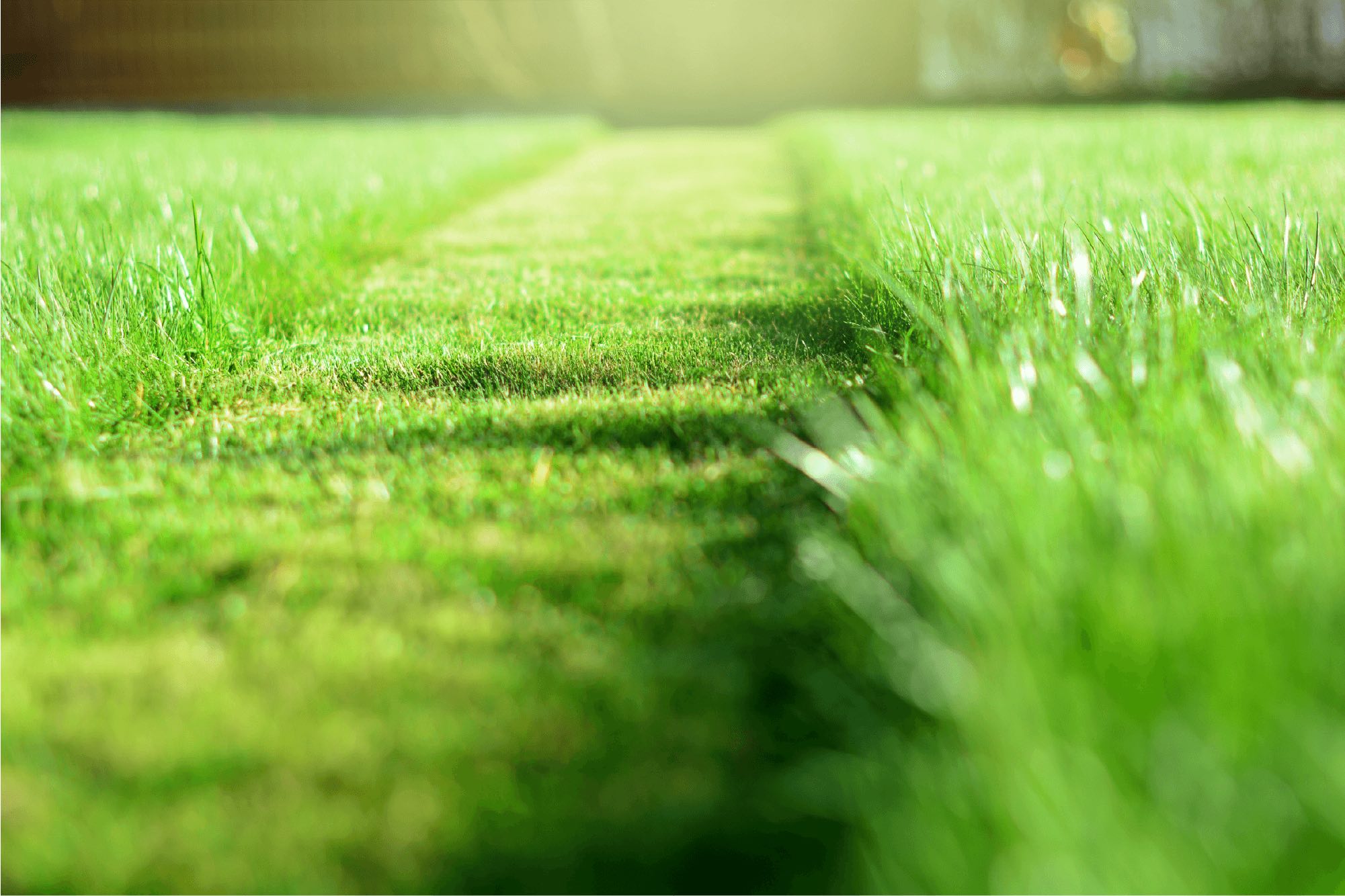 Grasmatten bestellen Koekelare Grasmatten bestellen Koekelare