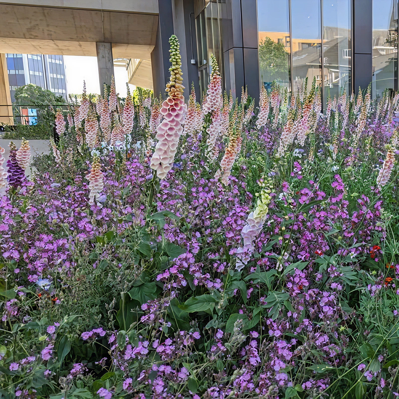 Vaste borderplanten Bloemmatten die elkaar jaar blijven groeien