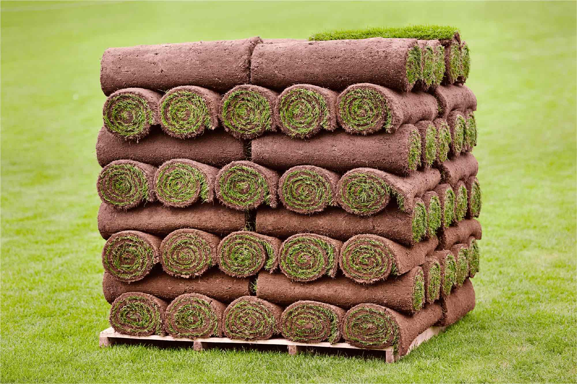 Verschillende soorten gras Verschillende soorten gras