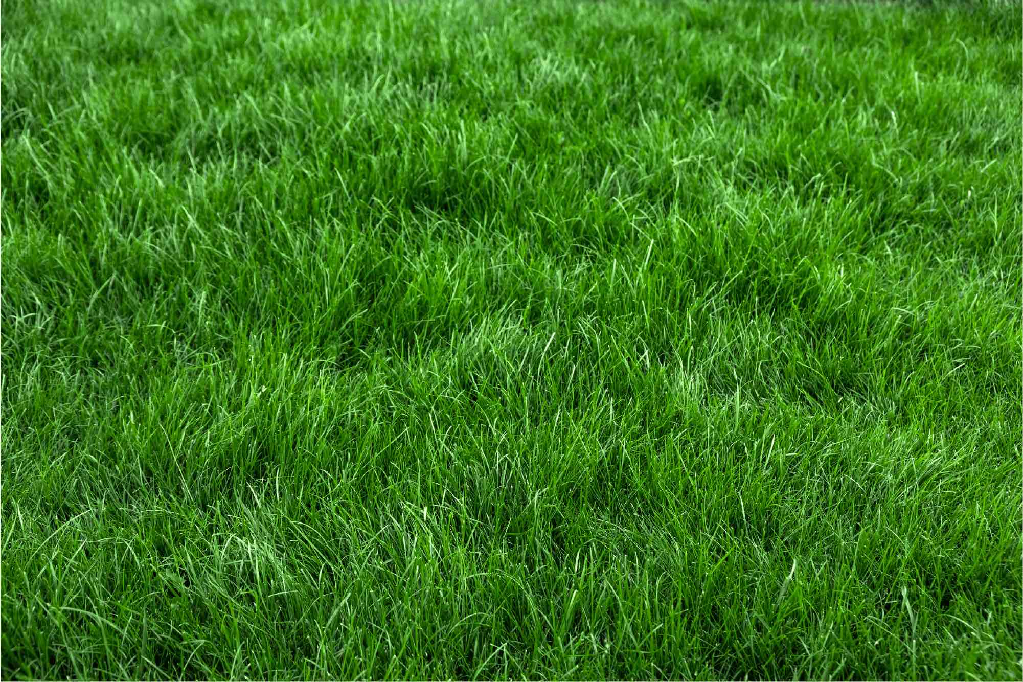 Verschillende grassoorten Turnhout Verschillende grassoorten Turnhout