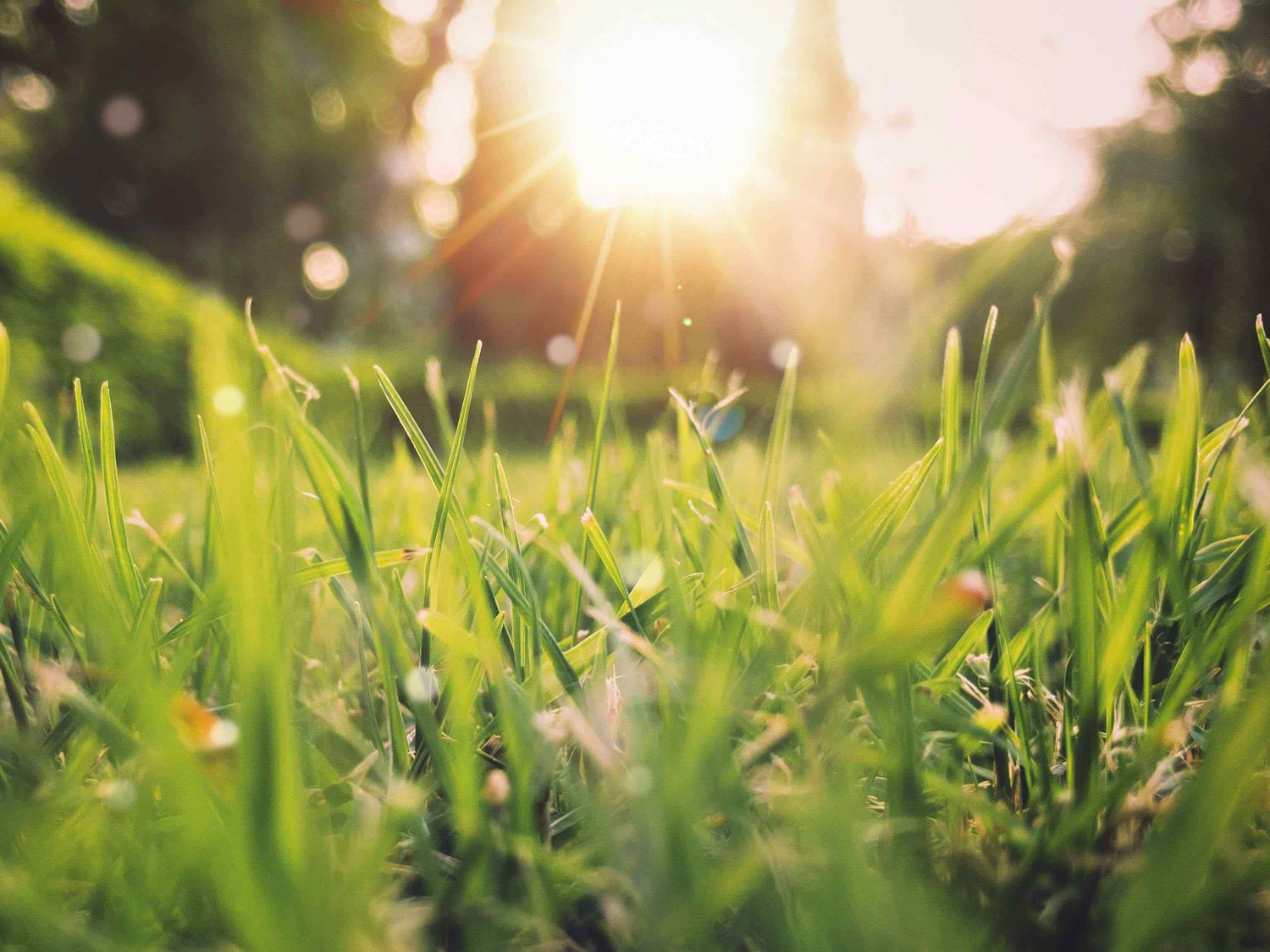 5 tips voor een stralend gazon in de lente | Hendriks Graszoden Lees hier de tips een om uw gazon voor te bereiden op de lente